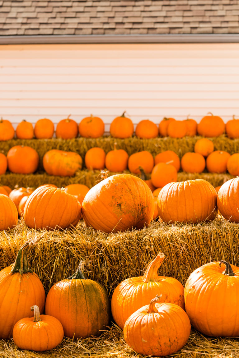 Pumpkin patch